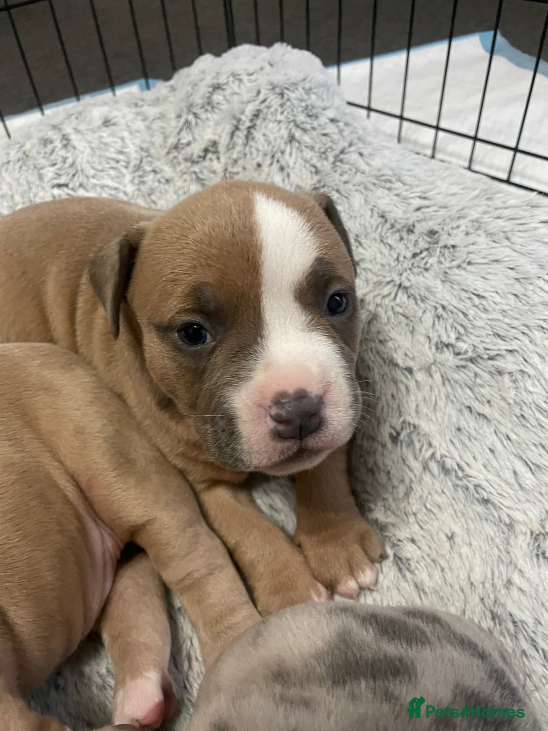 American Bully dogs for sale: ABKC registered Pocket bully/American bully   - Advert 8
