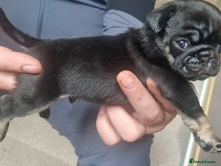 Pug dogs RARE Pug puppies - Advert 3