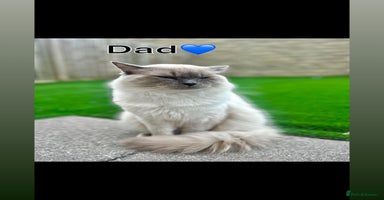 Ragdoll cats - Advert 10