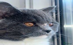 British Shorthair cats for sale: 1 year old Phoebe  - Image 6