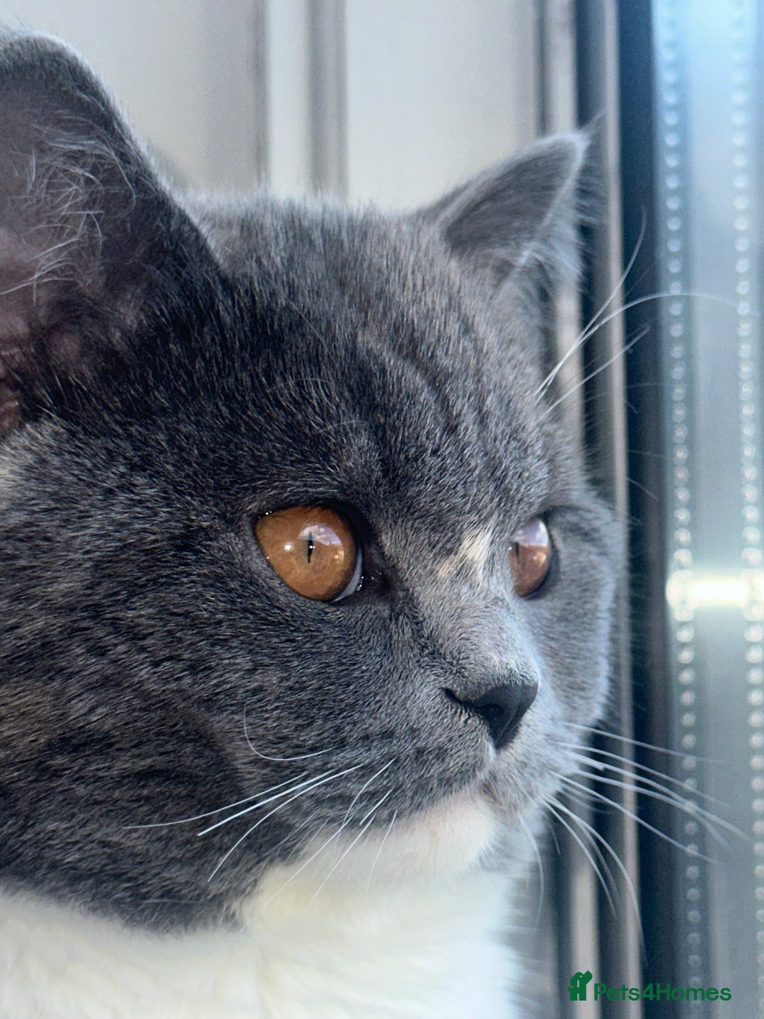 British Shorthair cats for sale: 1 year old Phoebe  - Image 6