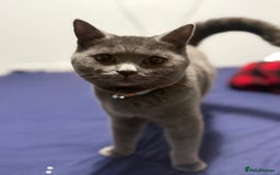 Ragdoll cats for sale: Ragdoll x British blue  - Image 4