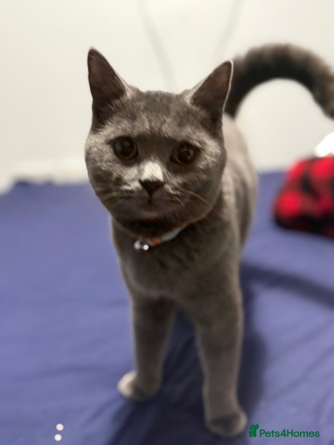 Ragdoll cats for sale: Ragdoll x British blue  - Image 4