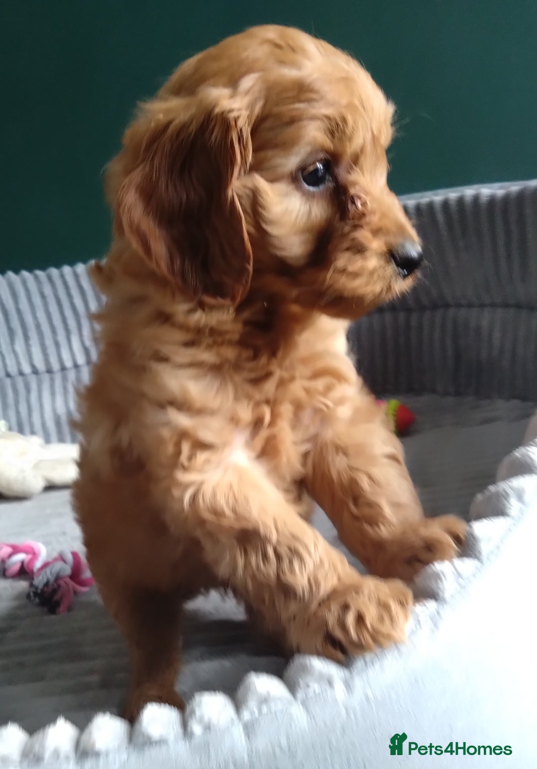 Cockapoo dogs for sale: F1B Cockapoos puppies - Image 15
