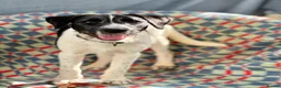 Mixed Breed dogs for adoption: Hairy Hayden - Advert 4