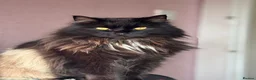 Mixed Breed cats for sale: Callie - Advert 1