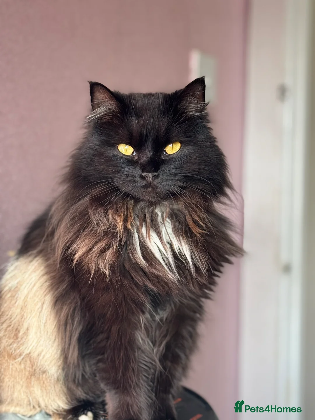 Mixed Breed cats for sale: Callie - Advert 1