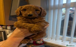 Labradoodle dogs for sale: Gorgeous Red Mini Labradoodles last one - Image 8