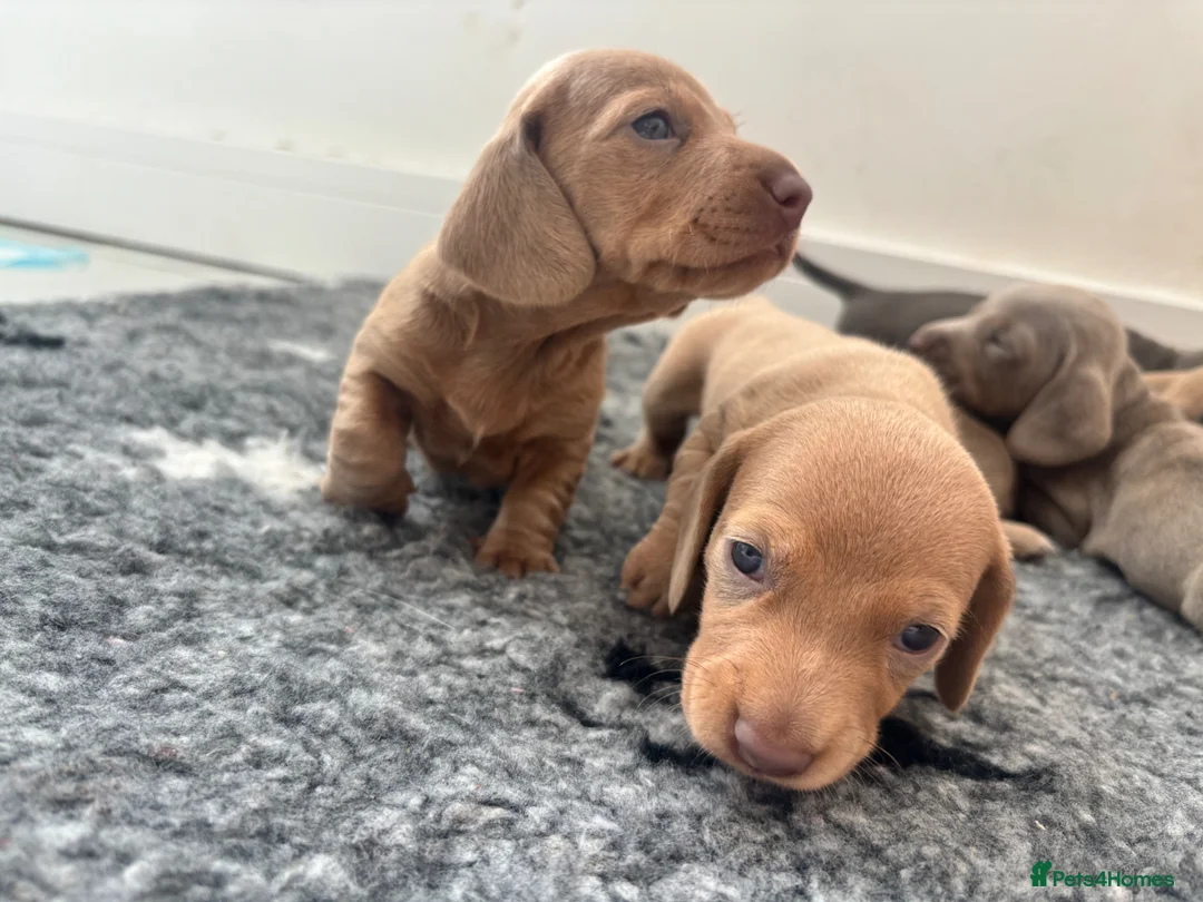 Miniature Dachshund dogs for sale: 6 beautiful baby’s ready soon  in Wingate - Advert 2