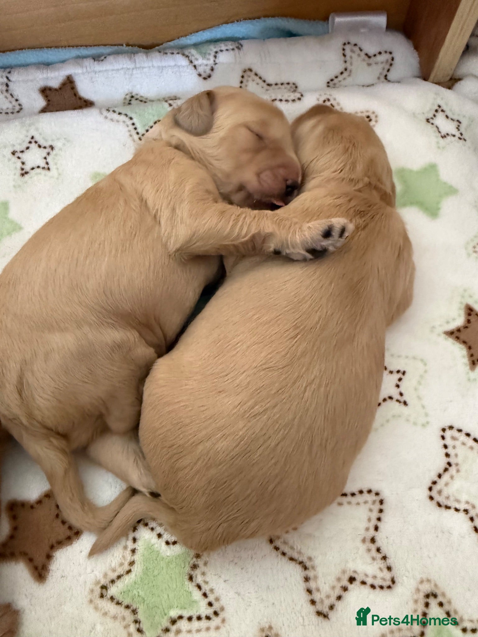 Mixed Breed dogs Multigeneration Cream/Apricot Double Doodles  - Advert 2
