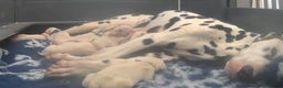 Dalmatian dogs for sale: Royal Kennel Club Registered Dalmatian Puppies - Advert 1