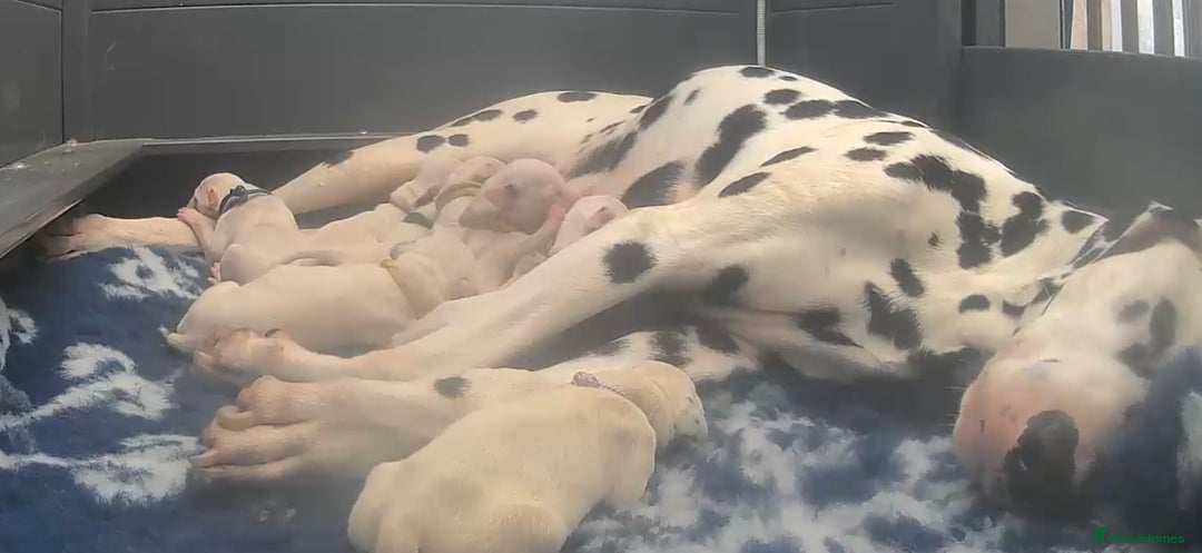 Dalmatian dogs for sale: Royal Kennel Club Registered Dalmatian Puppies - Advert 1