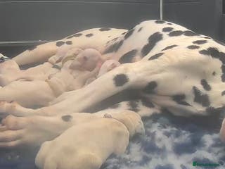 Dalmatian dogs Royal Kennel Club Registered Dalmatian Puppies - Advert 1