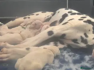 Dalmatian dogs Royal Kennel Club Registered Dalmatian Puppies - Advert 6