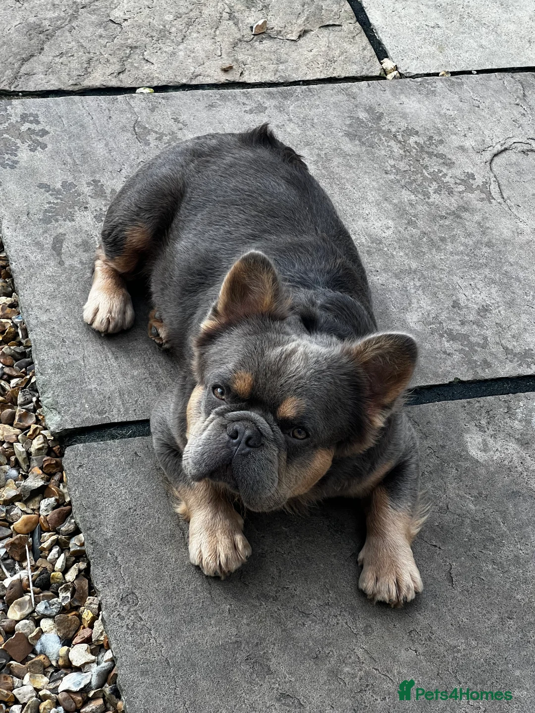 French Bulldog dogs for stud: Lilac & Cherry tan Fluffy in Manchester - Advert 7