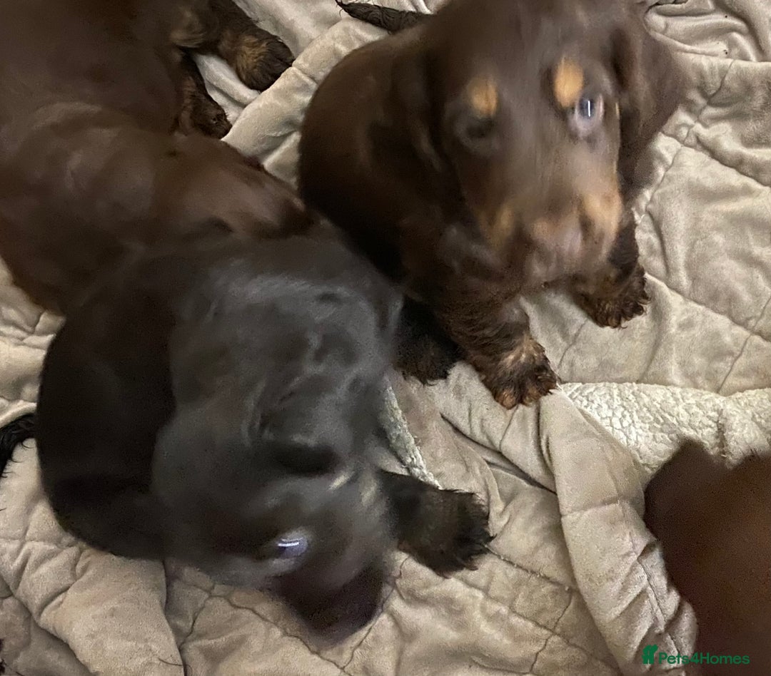 Cocker Spaniel dogs for sale: KC Registered Show Type Cocker Spaniels - Advert 9