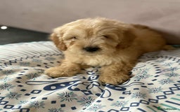 Cockapoo dogs for sale: Outstanding puppies  - Image 16