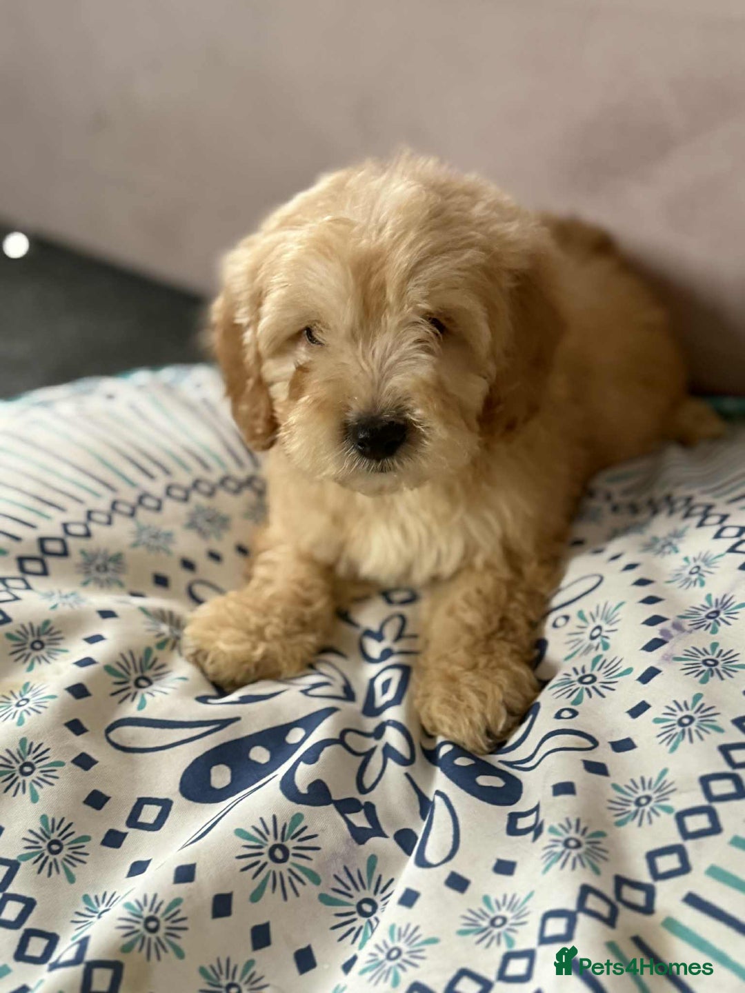 Cockapoo dogs for sale: Outstanding puppies  - Image 16