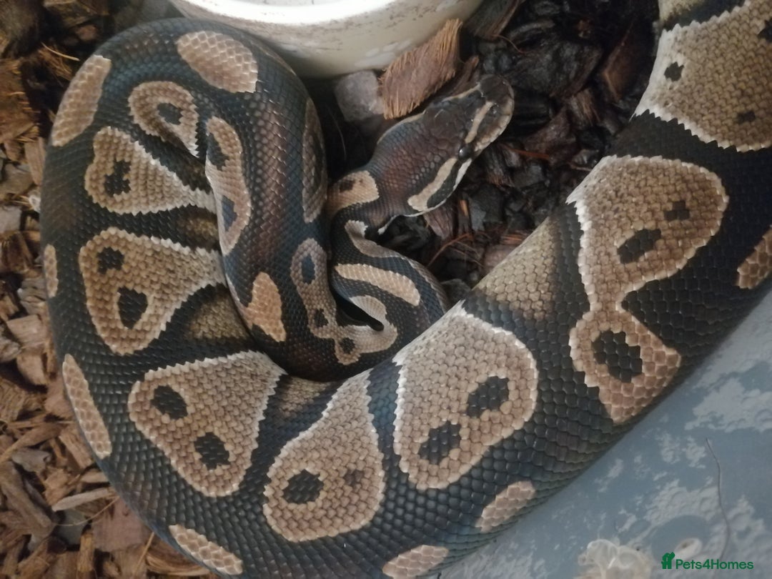 Python Snake reptiles for sale: Royal Python  - Image 1