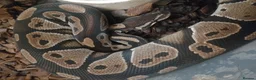 Python Snake reptiles for sale: Royal Python  - Advert 1