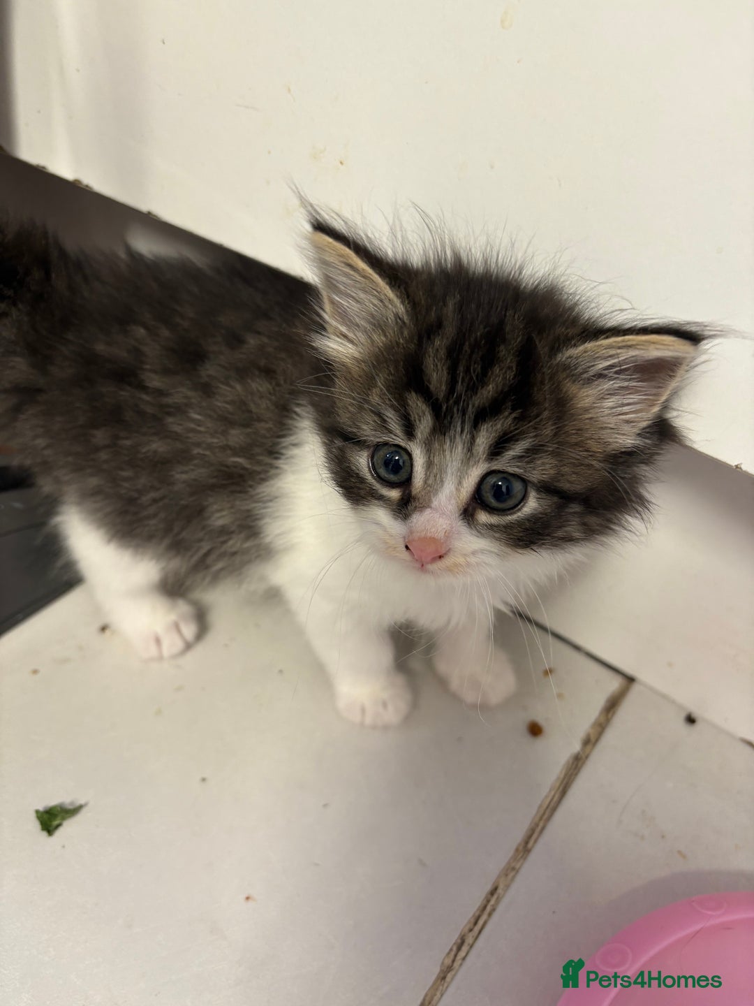Domestic Shorthair cats for sale: 2 princes an 2 princess kittens  - Image 21