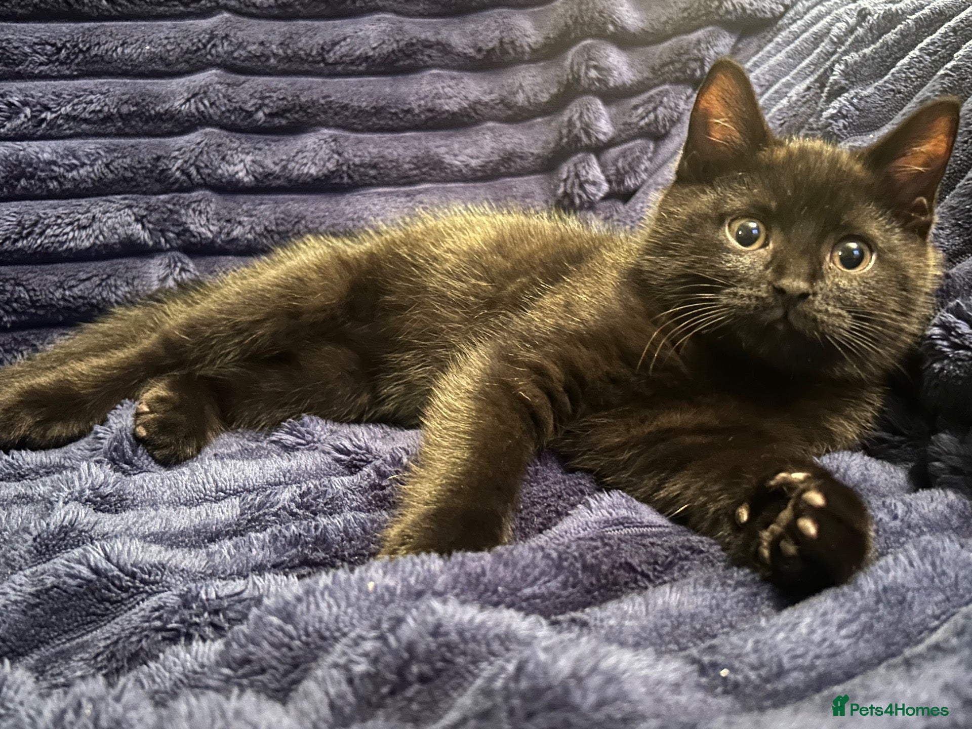 Mixed Breed cats Three Black British Shorthair Cross Kittens - Advert 2