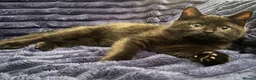 Mixed Breed cats for sale: Three Black British Shorthair Cross Kittens - Advert 1