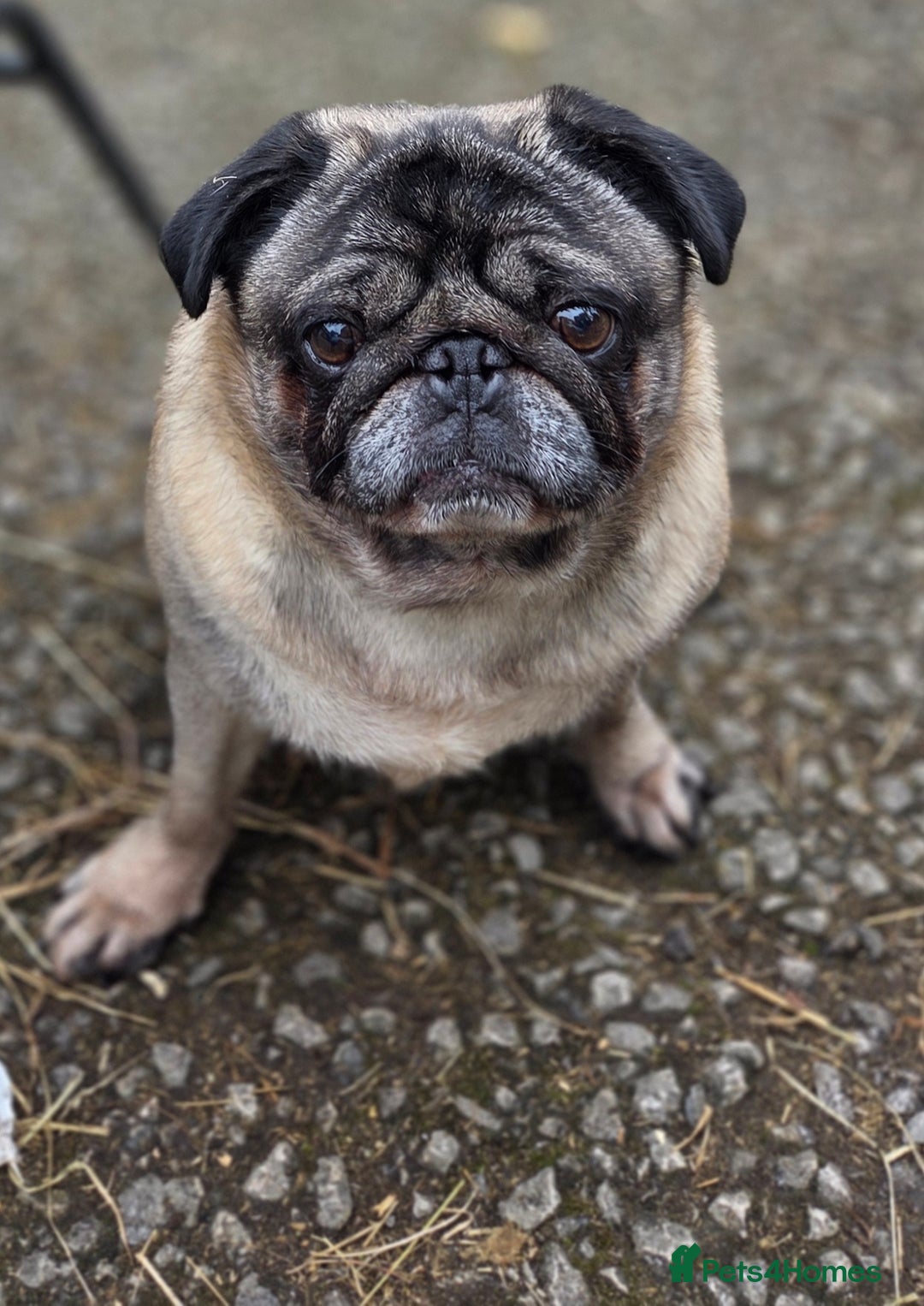 Pug dogs for stud: Pug dog for stud  - Advert 2