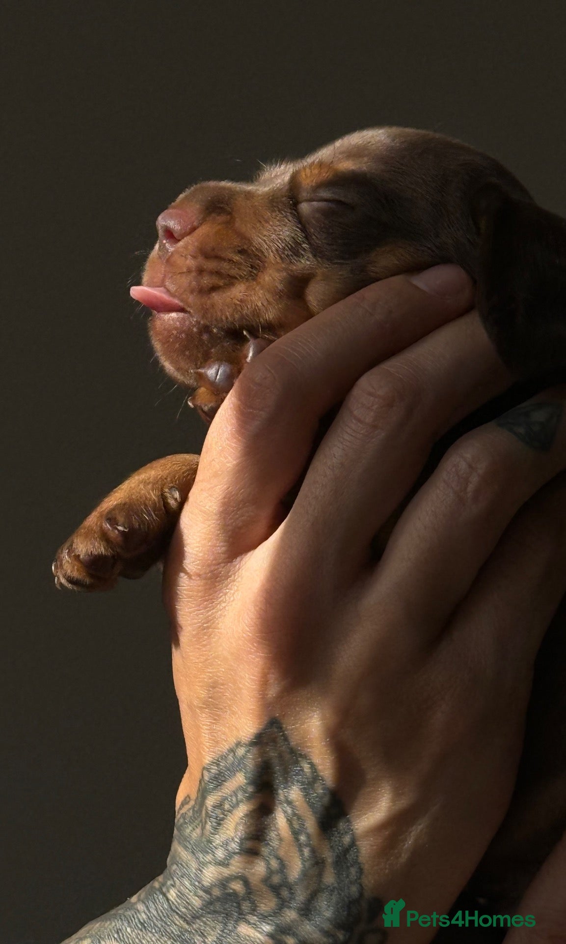 Miniature Dachshund dogs PERFECT LITTER OF MINIATURE DACHSHUNDS - Advert 2