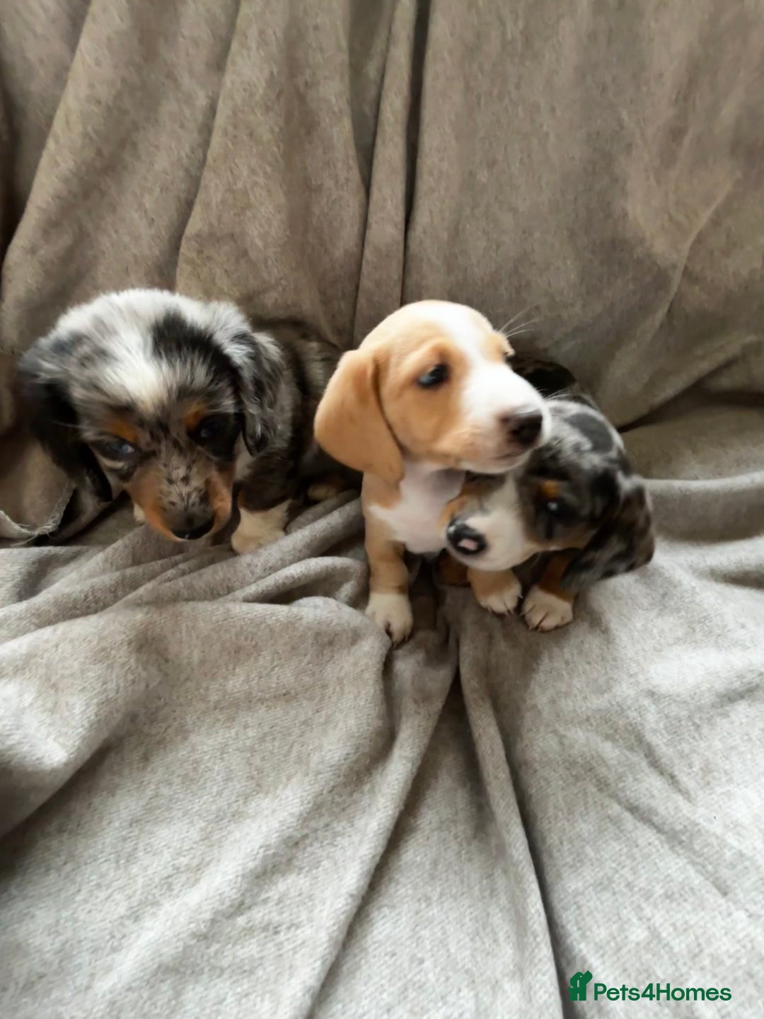 Miniature Dachshund dogs for sale: 5 beautiful miniature dachshunds for sale - Image 21