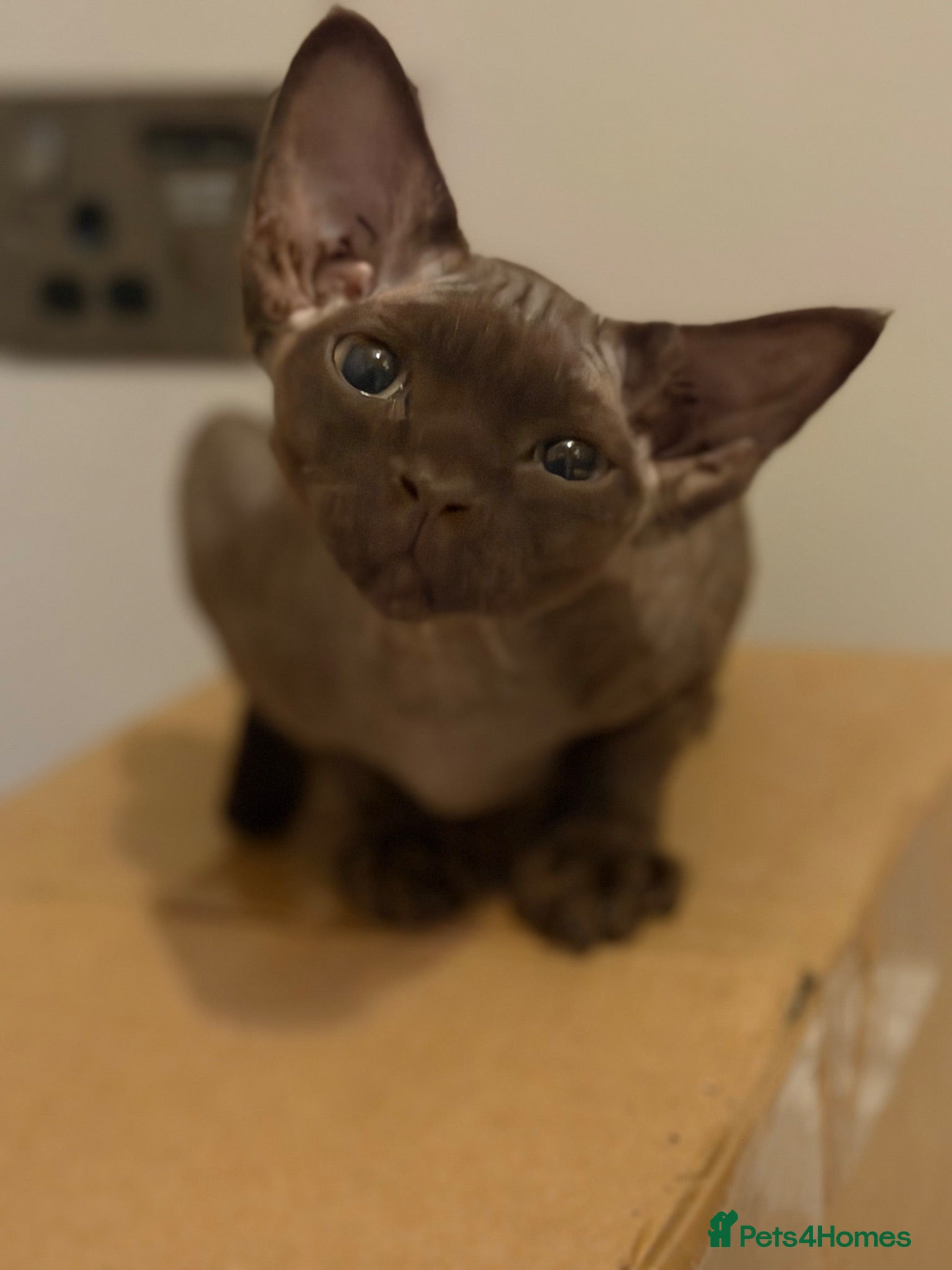 Devon Rex cats Ready now- GCCF Chocolate Devon Rex girl  - Advert 1