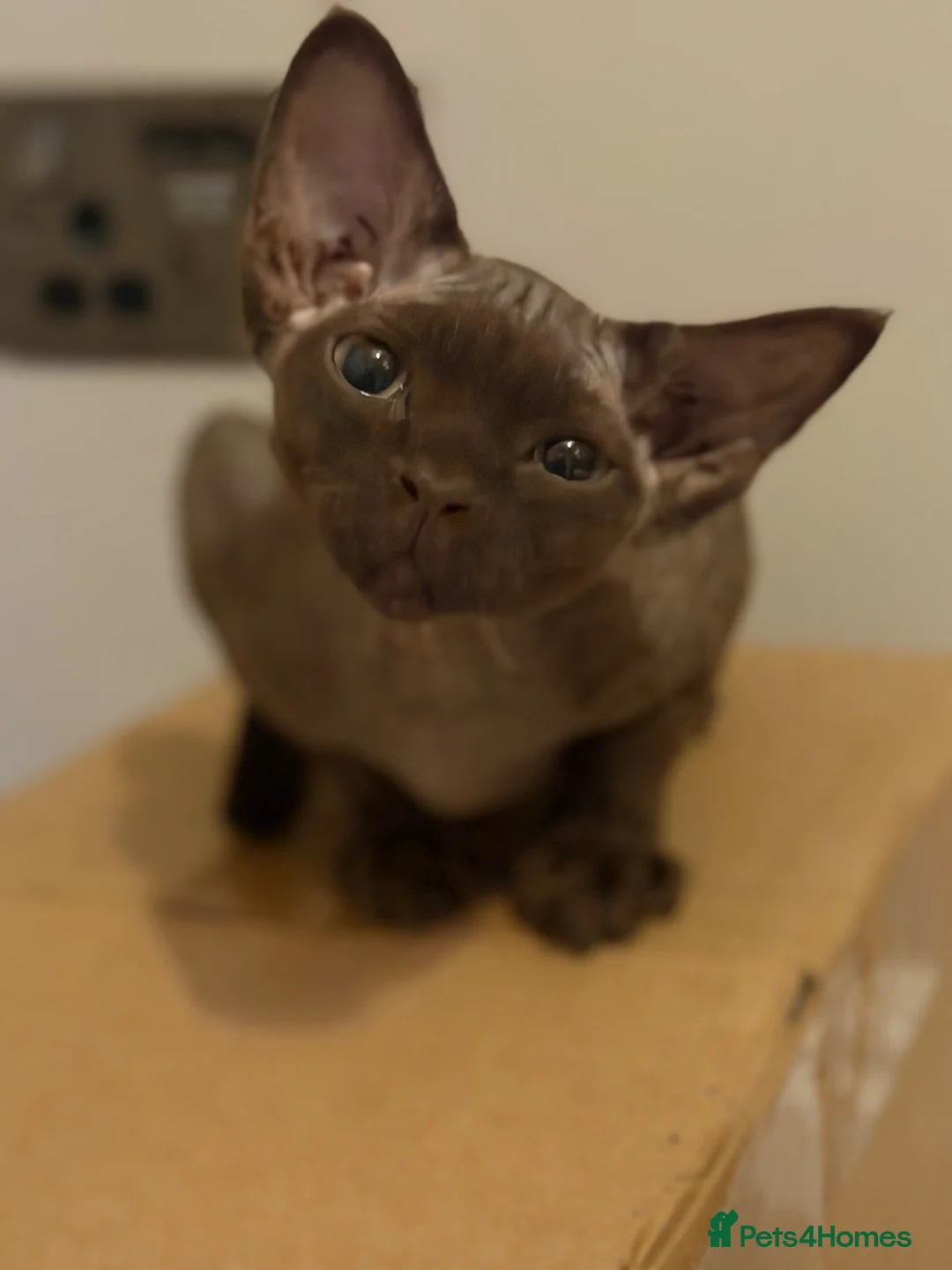Devon Rex cats for sale: Ready now- GCCF Chocolate Devon Rex girl  - Advert 1