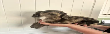 Cocker Spaniel 1