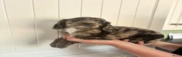 Cocker Spaniel dogs for sale: Beautiful cocker spaniel pips  - Advert 2