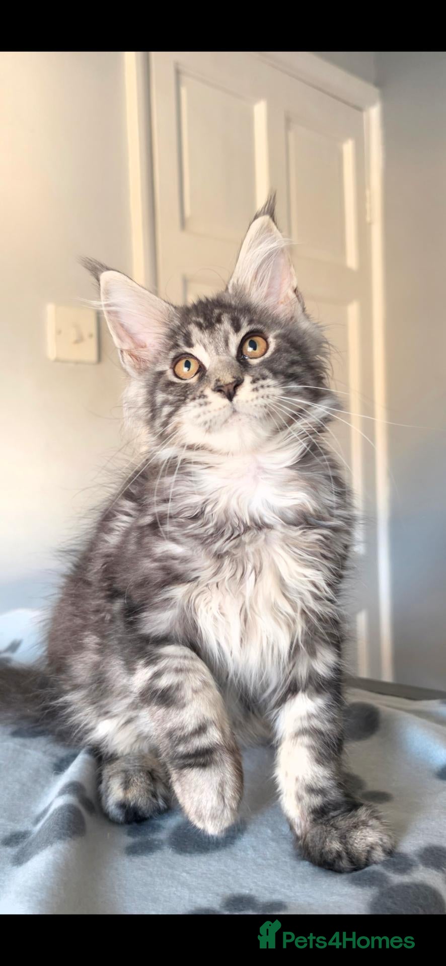 Maine Coon cats GCCF-registered Maine Coon kittens. - Advert 2