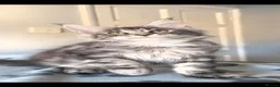 Maine Coon cats for sale: GCCF-registered Maine Coon kittens. - Advert 8