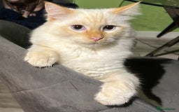 RagaMuffin cats for sale: Ghost - Image 3