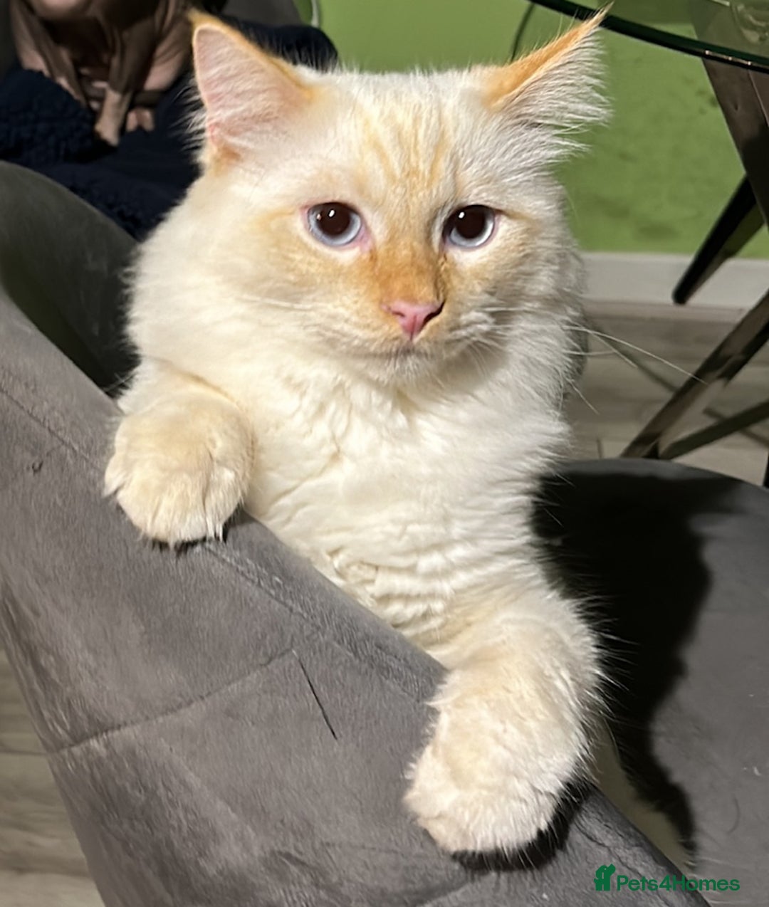 RagaMuffin cats for sale: Ghost - Image 3