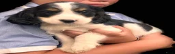 Mixed Breed dogs for sale: Cavapoo pups READY TO LEAVE  - Advert 5