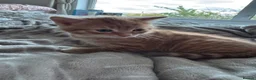 Mixed Breed cats for sale: Beautiful kittens looking for their forever home  - Advert 4
