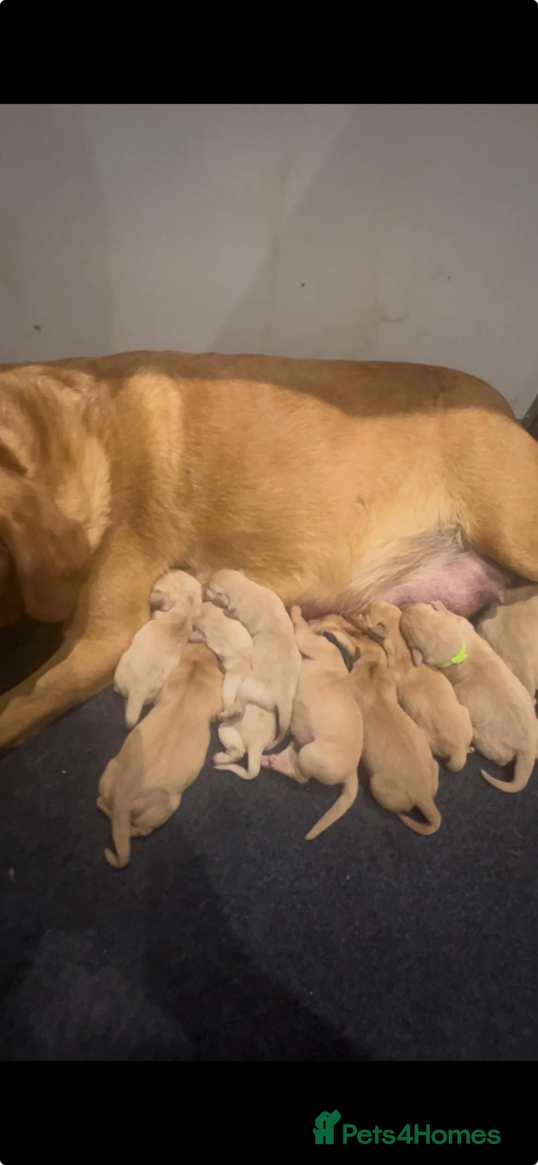 Labrador Retriever dogs for sale: Yellow Fox Red Labrador Puppies Kc Registered  - Advert 6
