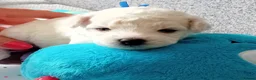 Bichon Frise dogs for sale: Bichon Frise 2 boys and 4 girls - Advert 6