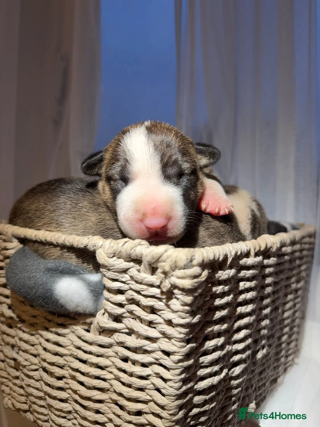 English Bull Terrier dogs for sale: Bull Terrier - Advert 16