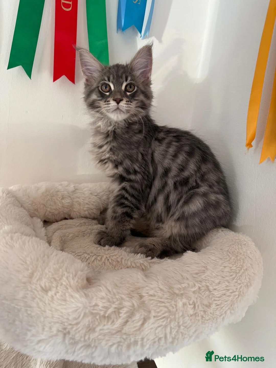 Maine Coon cats for sale: Beautiful GCCF registered Maine coon Kittens  - Advert 24