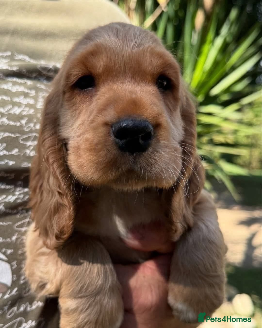 Cocker Spaniel dogs Stunning kc reg show cockers fully health tested  - Advert 2