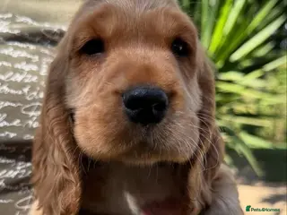 Cocker Spaniel dogs Stunning kc reg show cockers fully health tested - Advert 2