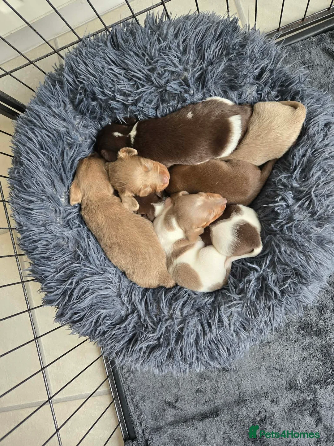 Miniature Dachshund dogs for sale: Miniature dashshund  - Advert 12