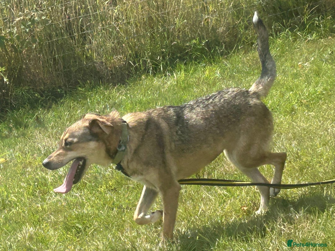 Mixed Breed dogs for adoption: Minnie - Norwich Norfolk  - Image 10