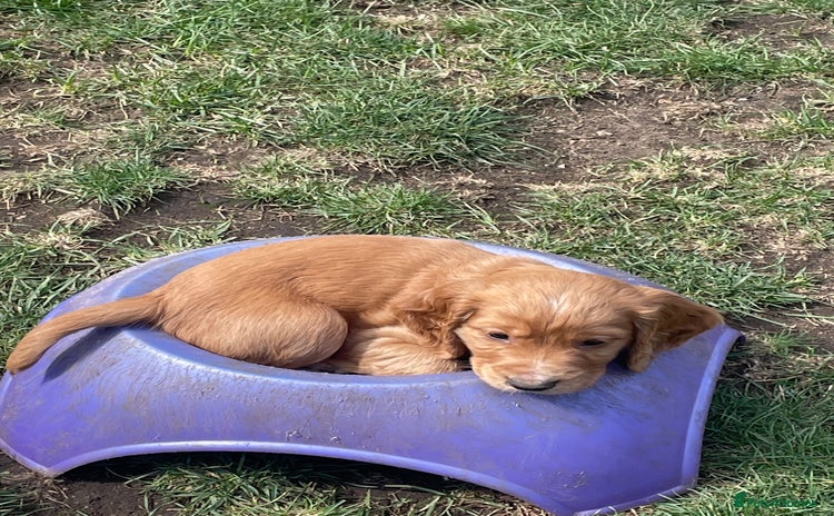 Cocker Spaniel dogs - Advert 5