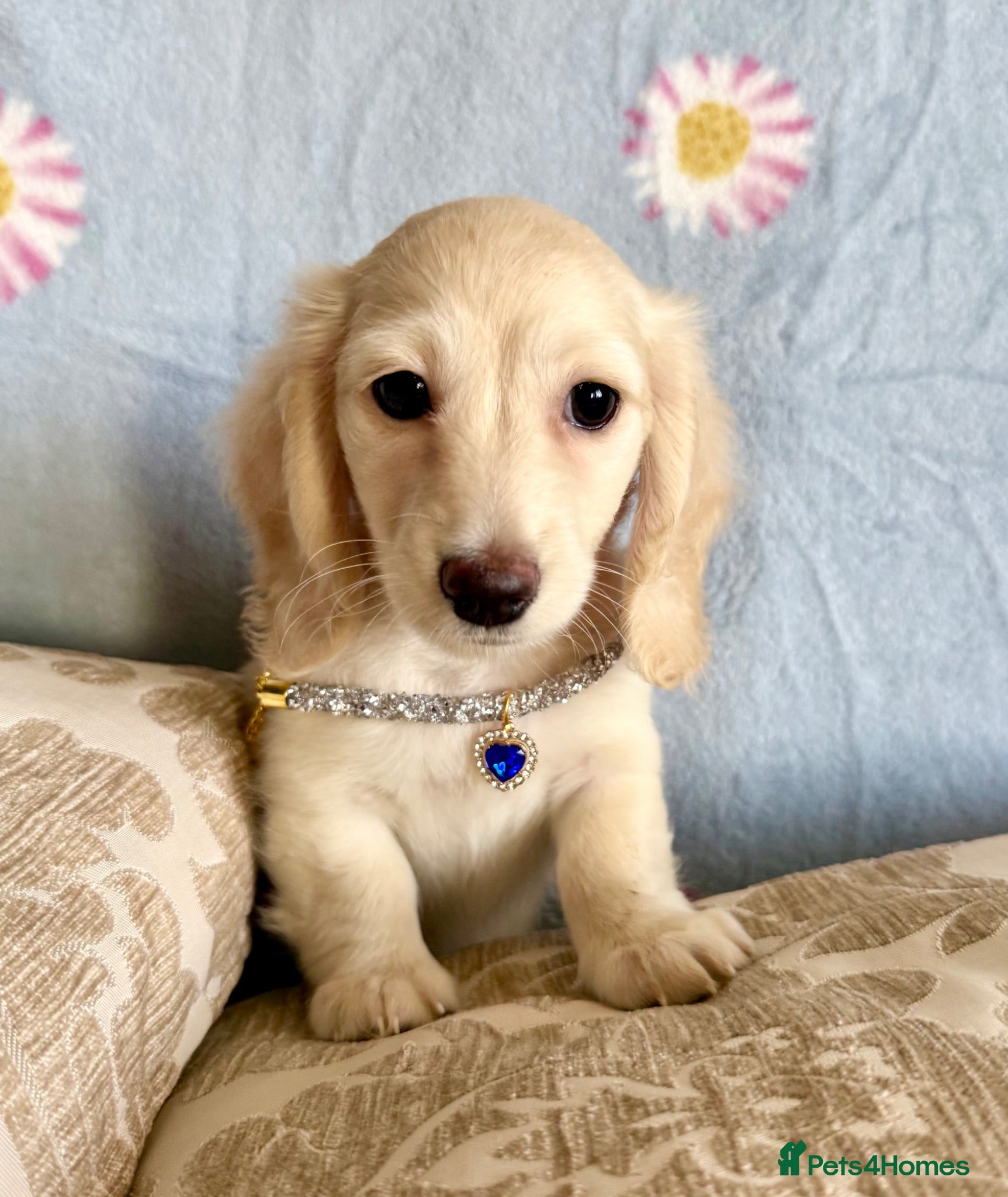 Miniature Dachshund dogs Ready now cream miniature dachshunds - Advert 1